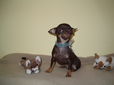 mickey chihuahua