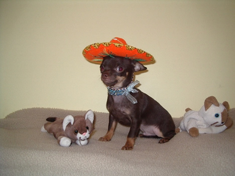Chihuahua m&acirc;le Mickey