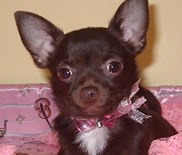 Penelope femelle