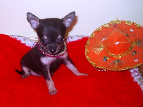 Chiot &agrave; vendre