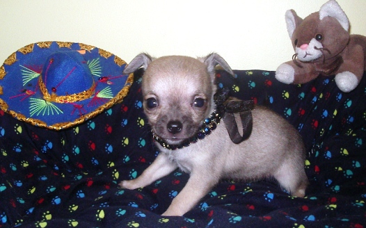 Chiot &agrave; vendre