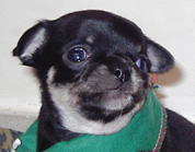 Soya