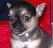 Soya