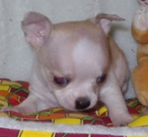 Soya