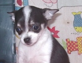 Soya
