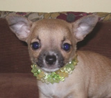 Soya