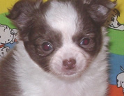 Soya