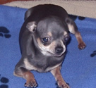 Chihuahua m&acirc;le reproducteur