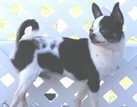 Chihuahua m&acirc;le reproducteur