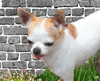 Chihuahua m&acirc;le reproducteur