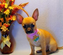 Chuhuahua