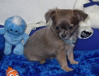 Chuhuahua