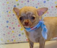 Chuhuahua