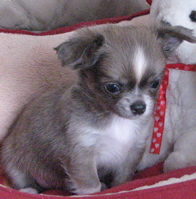Chuhuahua