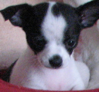 Chuhuahua