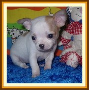 Chuhuahua