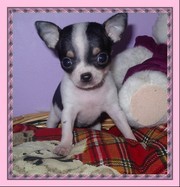Chuhuahua