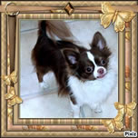 Chihuahua m&acirc;le reproducteur