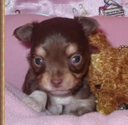 Chuhuahua