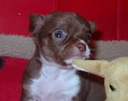 Chuhuahua