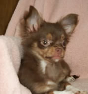 Chuhuahua