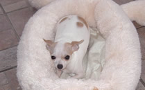 Chuhuahua