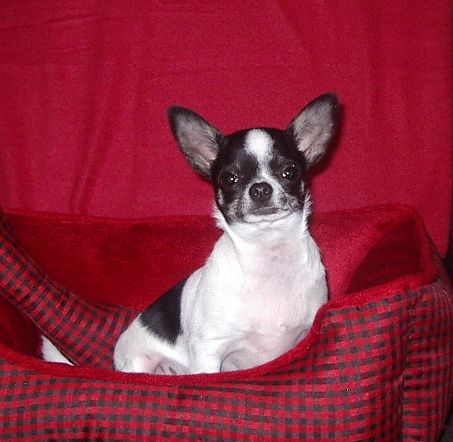 Chihuahua m&acirc;le Capitaine