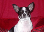 Chihuahua m&acirc;le reproducteur