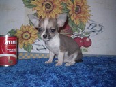Chiot