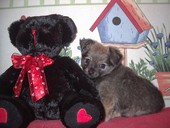 Chiot