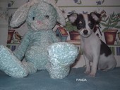 Chiot