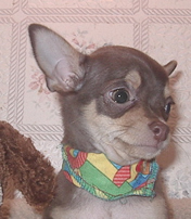 Chiot