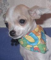 Chiot