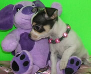 Chiot