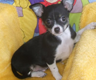 Chiot