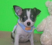 Chiot