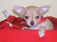 Chiot