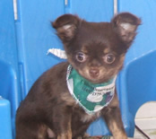 Chiot