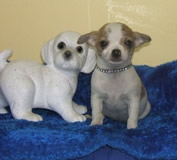 Chiot