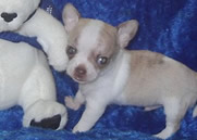 Chiot