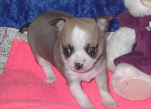 Chiot