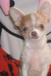 Chiot