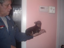 Chiot