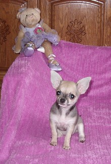 Chiot