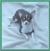 Chiot