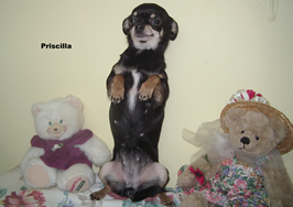 Chiot