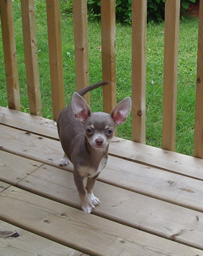 Chiot