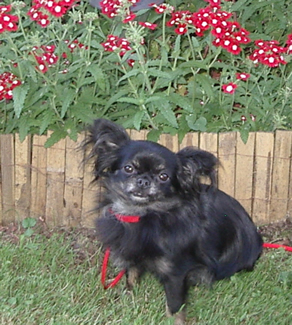 Chiot