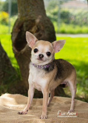 Chiot