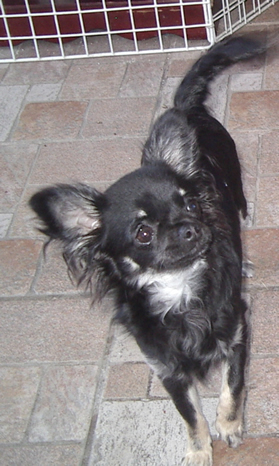 Chiot